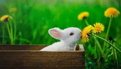 kaiyun体育app-解析印度赛制：高效提升球员竞技状态的秘密，印度联赛ds