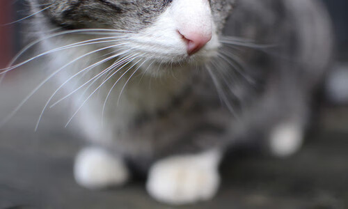 中国篮球职业联赛财务风险防控研究,中国篮球协会官网大数据平台