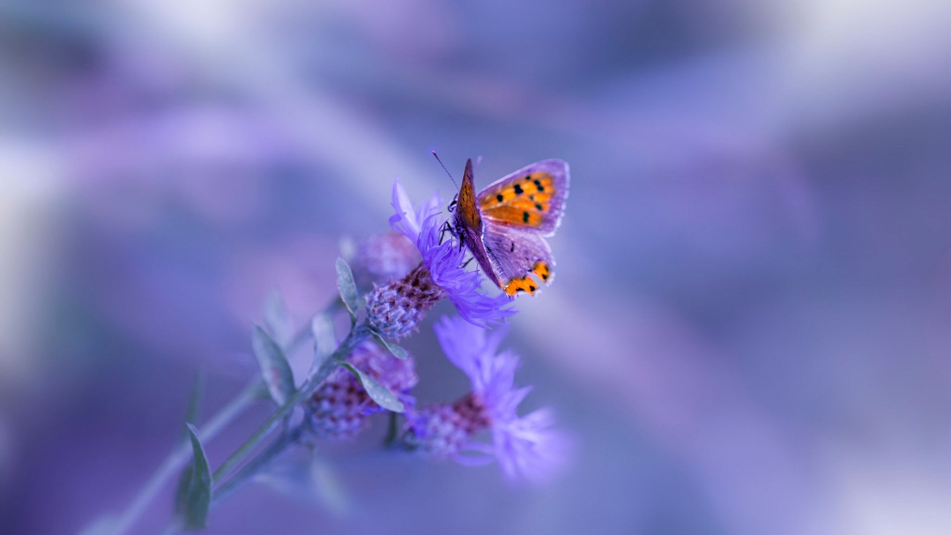 运动饮食与营养课程在中学阶段的实施建议，运动膳食与营养调控