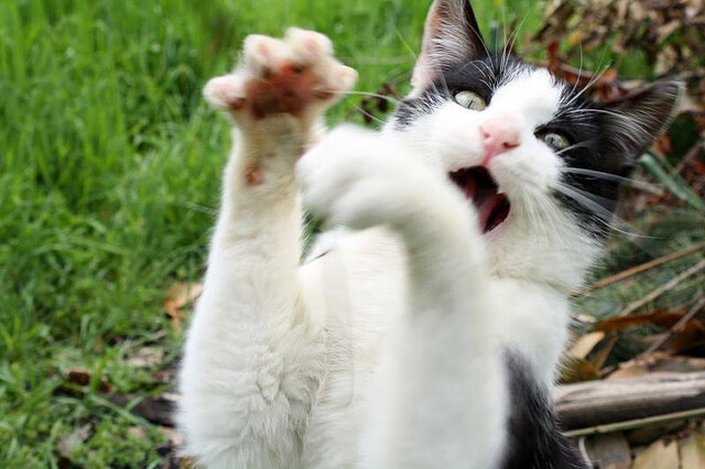 广东队外线防守延误策略限制对方组织效率,广东队外援最新消息