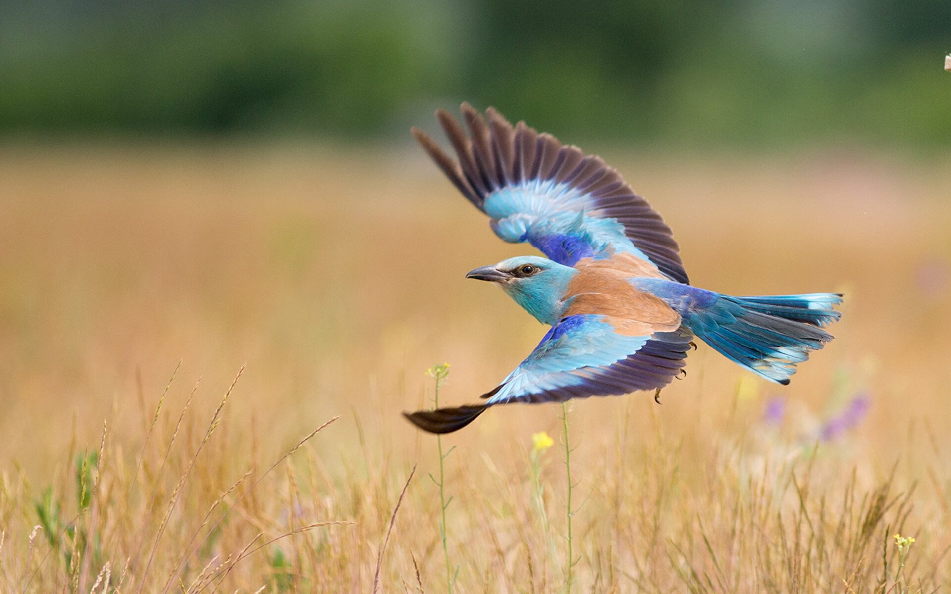 职业联赛薪资泡沫何时才能破裂,职业联赛工资