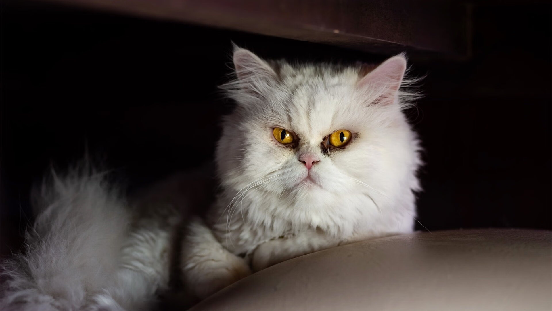 开云网页版-蛙泳技术优化助力成绩跃升，蛙泳技术动作要点分析