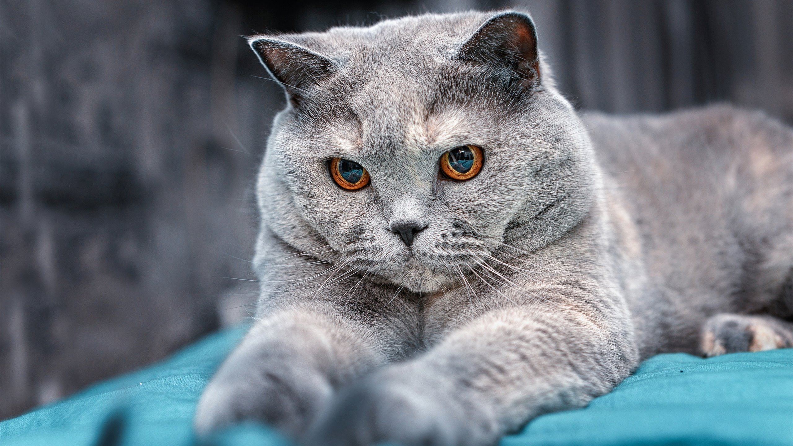 开云首页登录-马竞中路集结控制比赛节奏主导权，马竞战术