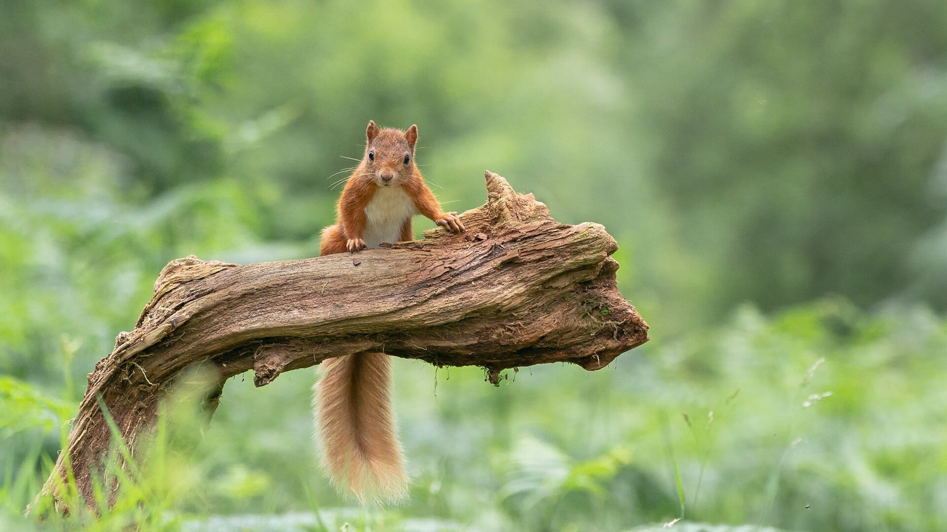 kaiyun官方入口登录-“马丁·高尔西的完美发挥，为阿根廷美洲狮队注入新动力”
