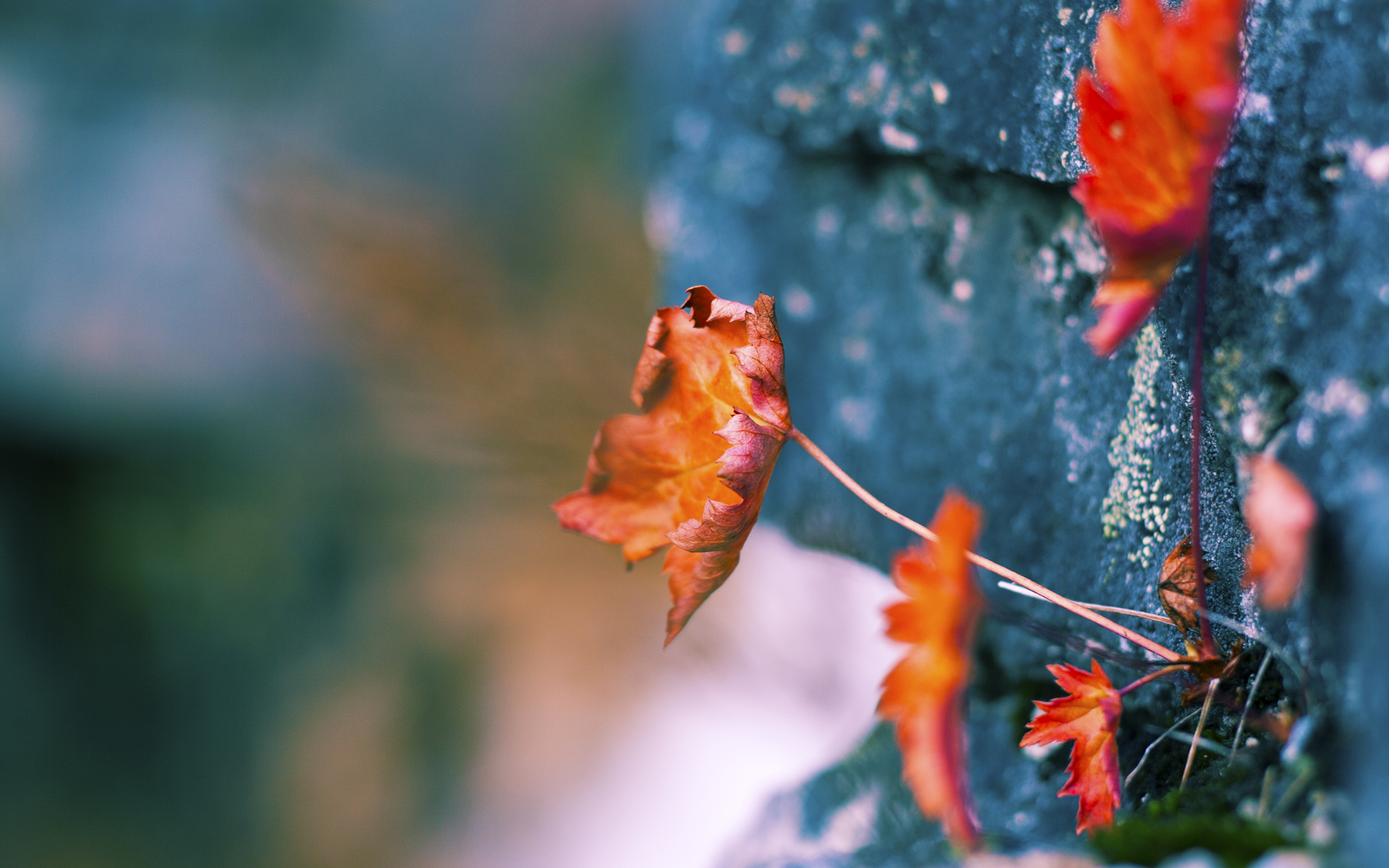 世界杯明星对决:天赋与努力的巅峰较量,世界杯明星球队
