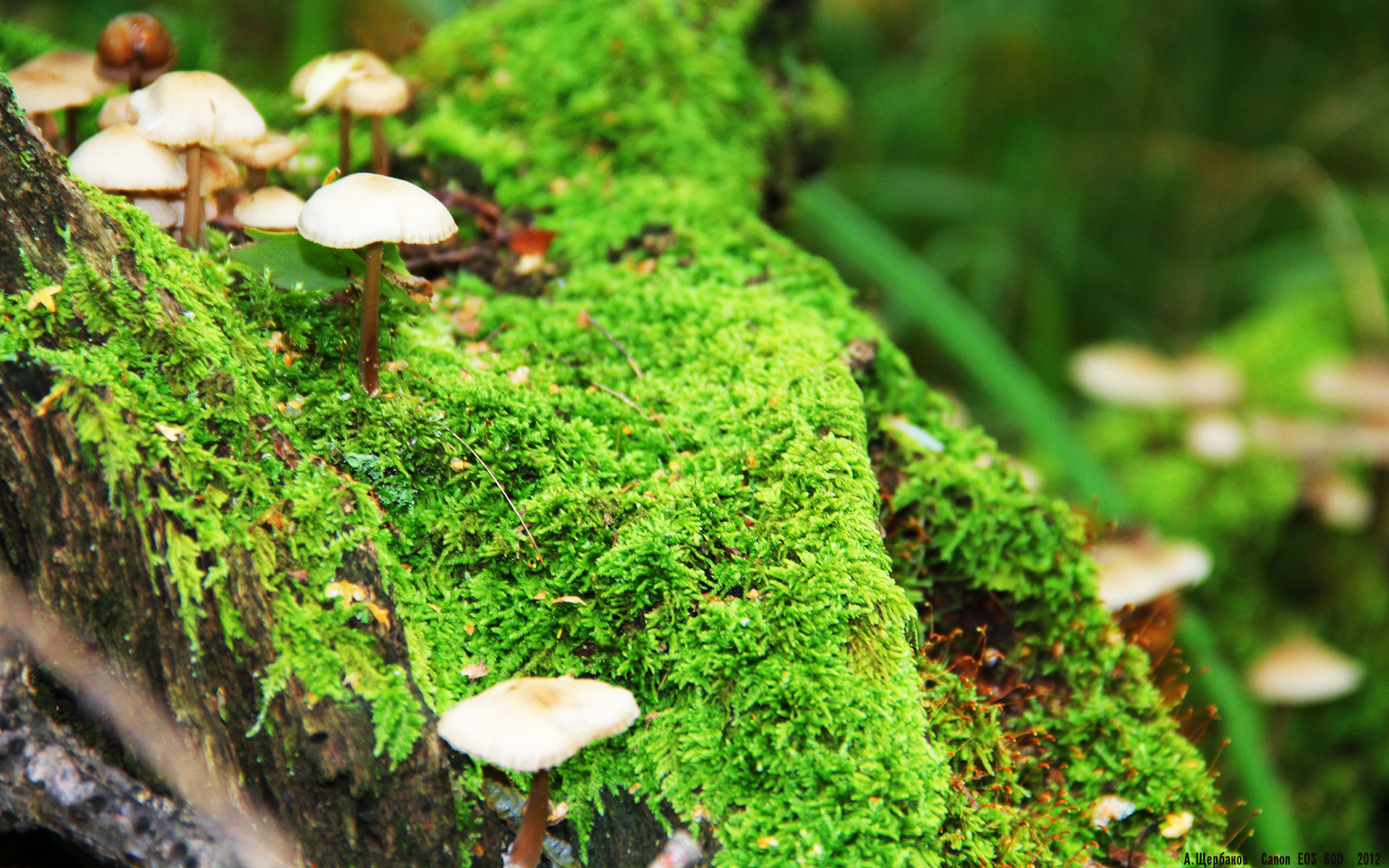 哈斯克赛场表现赢得观众喝彩,哈克斯是哪里的