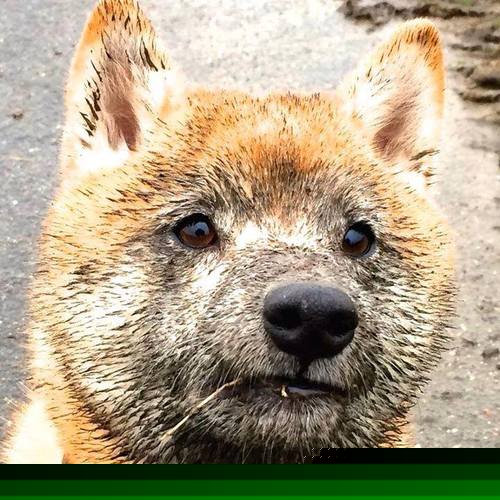 希腊女篮在欧洲锦标赛中再夺金牌,体育传统薪火相传,希腊女子篮球比赛直播