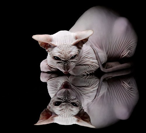 意甲国际合作与文化交流项目,意甲国际队