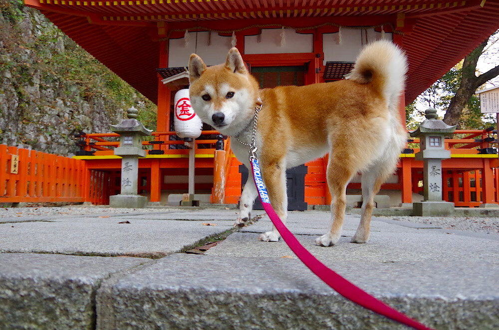 开云下载-意甲速度突破：瞬间突破引爆全场！，意甲速度最快的球员
