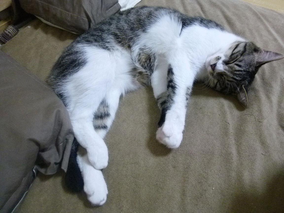 澳大利亚接力队刷新赛会纪录,澳大利亚友谊赛